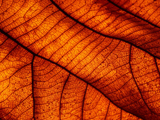 Obraz premium close up autumn brown teak leaf texture