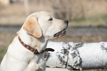 Labrador puppy grins and growls in outdoor. Dog guards its territory