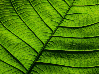 Fototapeta na wymiar close up green leaf texture