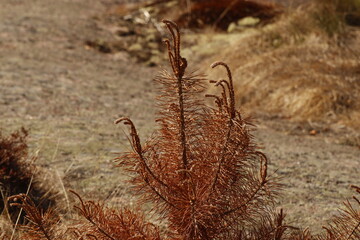 Trockener Baum auf einer Schäre vor Schwedens Festland