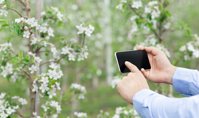 Work in modern garden at spring and growing fruit trees at eco organic farm