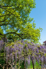 晴れの日と満開の藤の花　4月