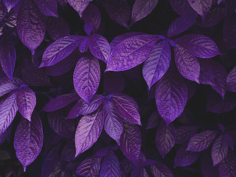 Beautiful purple leaf of plant background