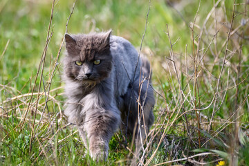Naklejka na ściany i meble Selective focus photo. Grey, fluffy cat on grass.