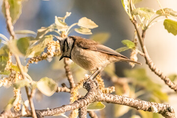 crested tit on a tree branch