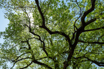 青空に大きく枝を伸ばした新緑の木　4月