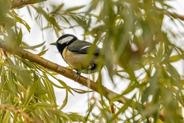 great tit in a tree in the morning
