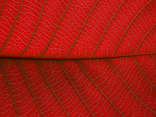 red leaf texture, natural background