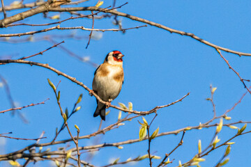 European goldfinch on a tree branch