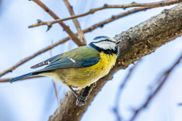 blue tit in a tree