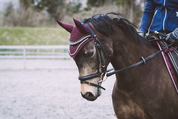 Reitsport
