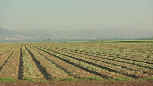 Plowed fields in the Hula Valley
