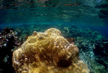 underwater , coral reef , caribbean sea , Venezuela