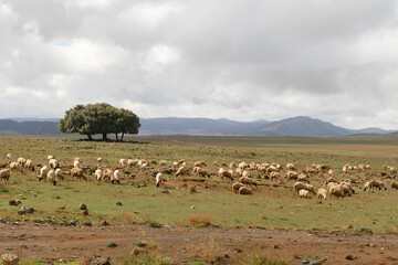 A flock of sheep on barren country with sparse trees and mountains in the background near Midelt, Morocco, Africa
