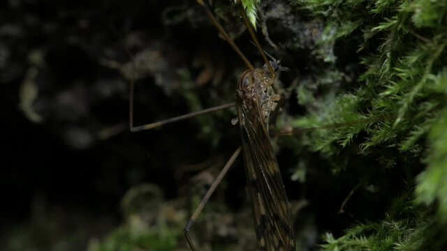 A crane-fly sits against a background of rotten wood.