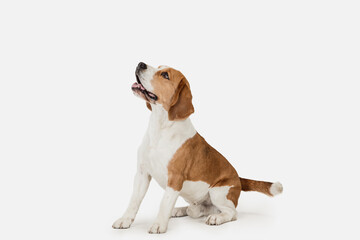 Small funny dog Beagle posing isolated over white studio background.
