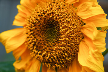 Sunflower natural background. Sunflower blooming. Close-up of sunflower.
