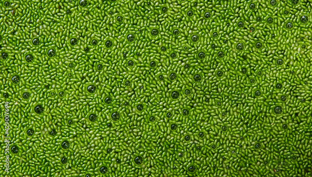 Poster green swamp algae ( wolffia globosa ) on water texture