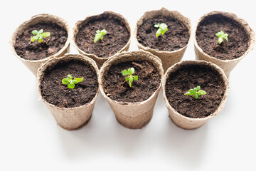 seedlings in peat pots, tomato sprouts 