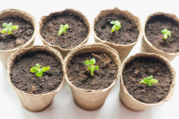 seedlings in peat pots, tomato sprouts 
