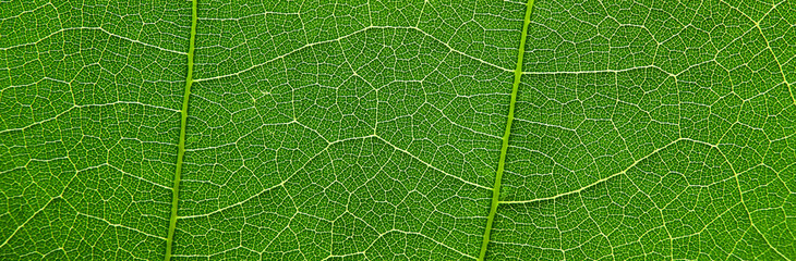 Natural vein of green leaves texture