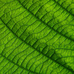 Fototapeta na wymiar green leaf texture, close up view shot