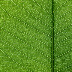 close up green leaf of golden shower ( Cassia fistula L.)