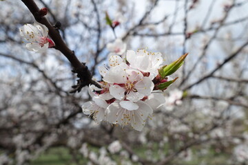 Macro of white flowers of apricot tree in April