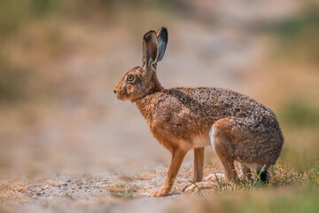brown field hare in nature