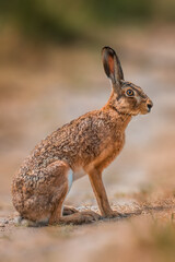 brown field hare in nature