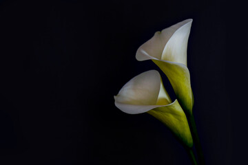 Obraz premium Minimalistic studio shot of calla lily inflorescence on isolated background with a lot of copy space for text. Universal multi occasional flowers for both celebration and grief. Flat lay, top view.