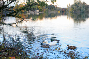 Lyon, France - October 25, 2020: Big pond with different birds in the park of the Golden Head (Le Parc de la Tete d'Or)