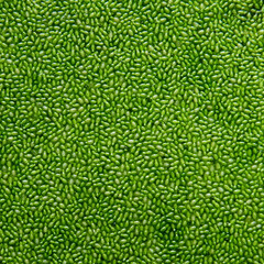 green swamp algae ( Wolffia globosa ) on water texture