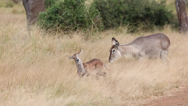 Waterbuck cow and calf on the move