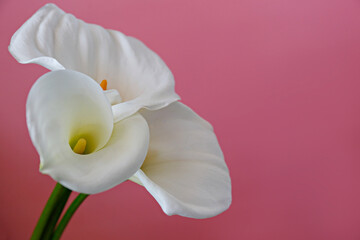 Fototapeta na wymiar Minimalistic studio shot of calla lily inflorescence on isolated background with a lot of copy space for text. Universal multi occasional flowers for both celebration and grief. Flat lay, top view.