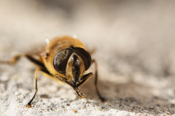 Eristalis Tenax yellow-black drone fly on the birch