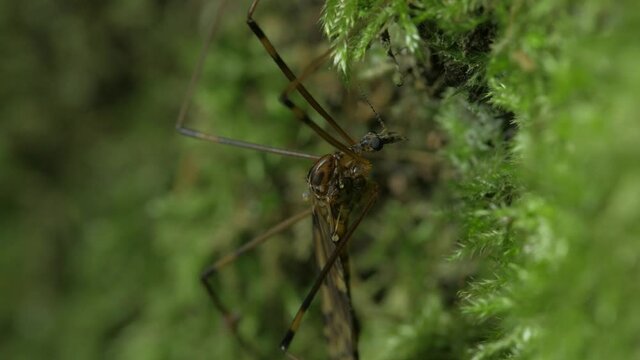 A crane-fly sits against a background of moss. The average plan.