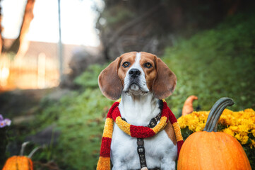beagle in park