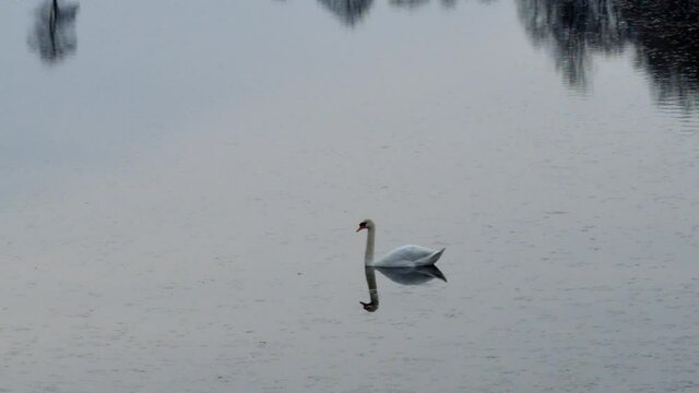 ŁABĘDZIE NIEME. CYGNUS OLOR