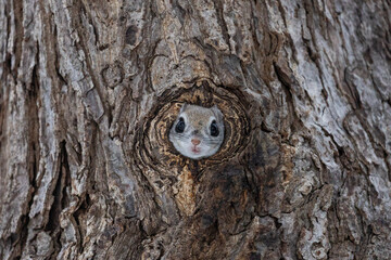 hello from the nest hole