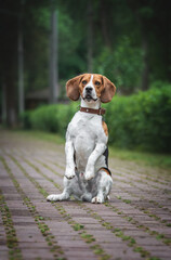 beagle dog