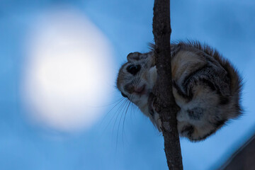 flying squirrel and full moon