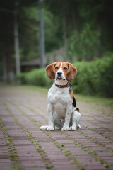 beagle dog sitting on the ground