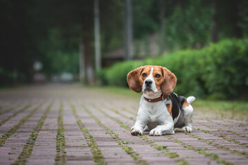 beagle dog in the park