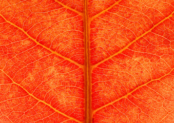 close up orange leaf texture, Sea almond leaf ( Terminalia catappa L. )