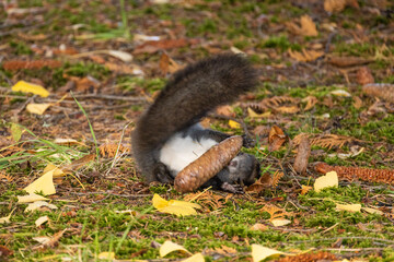 the squirrel is playing 