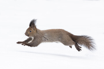 squirrel run in the snow