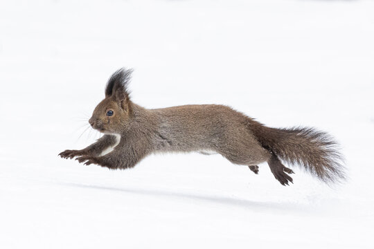 Squirrel Run In The Snow