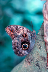 Fototapeta premium Macro shots, Beautiful nature scene. Closeup beautiful butterfly sitting on the flower in a summer garden.