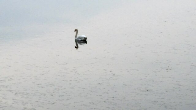 ŁABĘDZIE NIEME. CYGNUS OLOR